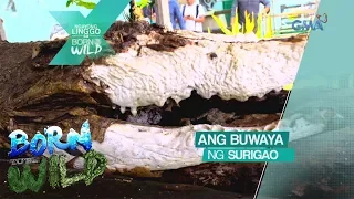 Born to be Wild: Ang buwaya ng Surigao