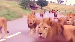 19 Scary Lion Encounters You Need to See before 2023