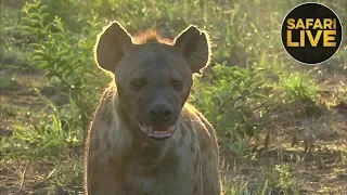 safariLIVE - Sunrise Safari - December 30, 2018