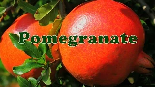 Pomegranate Cultivation