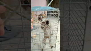 Kitten in Cage