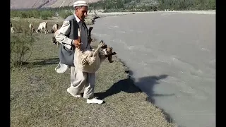 Sheep Throwing in River To Fresh In Summer | Village Life In Gilgit Baltistan