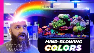 The MOST COLORFUL & MESMERIZING  Waterbox Reef Tank