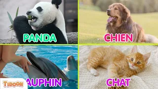 Apprends les ANIMAUX DU MONDE 🐾 (PARTIE 1) ⎜ 30 Animaux