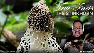 TRUE FACTS THE STINKHORN REACTION