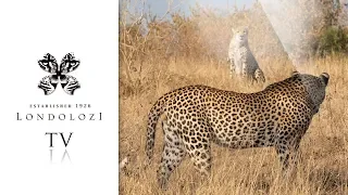 Two Cheetahs vs Male Leopard - Londolozi TV