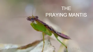 Documentary on MANTIS