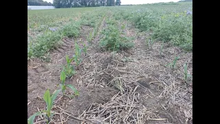 Kukurydza w 4 technologiach uprawy- odc. 2