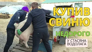 Купив свиню недорого у Стаса Водолага💪1 Березня 2024 року ❤️