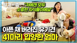 "돈 많던 옛날보다 지금이 행복해요" 매일 아침 청소하랴 밥 주랴 정신없어도 41마리 유기견 덕분에 행복과 건강까지 되찾은 엄마┃스토리 그 곳┃알고e즘