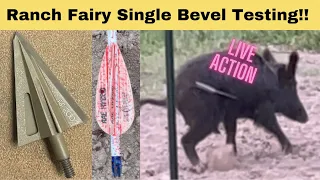 Ranch Fairy Single Bevel Testing