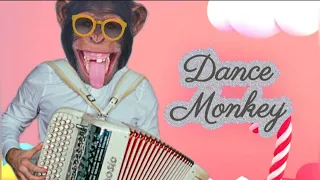 Monkey Dance cover accordion