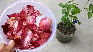 Use of onion peel for plants | Best natural fertilizer for any plants