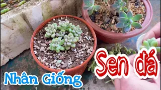 Hướng dẫn cách trồng và chăm sóc sen đá sau khi nhân giống - @creativegardening99