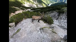 Alpensteinbock I The Alpine Ibex I Capra alpină (Capra ibex) I Karwendel