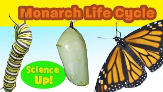 The Amazing Monarch Life Cycle--narrated for elementary science lessons