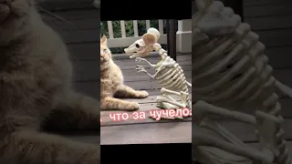 Приколы с котами!.🤣👍❤️