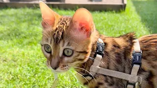 Bengal kitten outside for the first time.