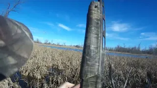 Iowa snow goose jump shoot. 20 birds one gun