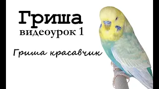 🎤 Учим попугая по имени Гриша говорить, видеоурок 1: "Гриша красавчик!"