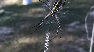 LEARN about the yellow garden spider (argiope aurantia) zigzag, corn, hay, mckinley