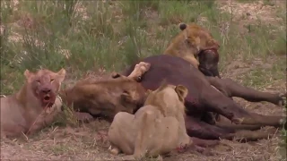 Animal fight Lion kill buffalo. Lion kill cheetah big finght watch it