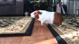 Guinea pigs jumping the lava