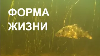 ФОРМА ЖИЗНИ LIFE FORM