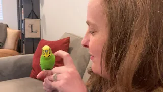 Kiwi the Parakeet can speak in a higher register!