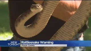 Hot Temperatures Send Rattlesnakes Slithering Through Placer County