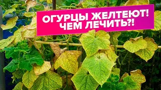 ЖЕЛТЫЕ ЛИСТЬЯ НА ОГУРЦАХ. БОЛЕЗНИ ОГУРЦОВ. ДИАГНОСТИКА. ЛЕЧЕНИЕ