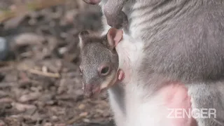 Adorable Moment Rare "Mini Kangaroo" Peeks Out From Mom's Pouch For 1st Time