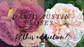 BEAUTIFUL DAVID AUSTIN ROSES BLOOMING || EAST & SOUTH SIDE || SPRING 2023 PNW ZONE 8A