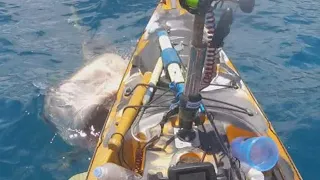 Shark attack on kayak caught on camera