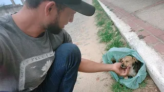 Achei um Cachorrinho abandonado, muita crueldade.  😔🐶