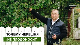 ПОЧЕМУ черешня не плодоносит?