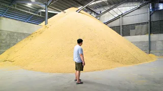 How Rice is Made in Thailand 🇹🇭