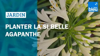 Planter la si belle agapanthe : Les conseils de Roland Motte