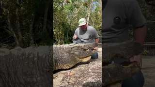 A Huge Alligator named LAMAR‼️ #gatorland #alligator