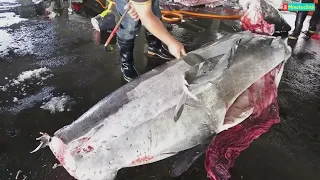 Master Pemotongan Ikan Hiu dan Marlin