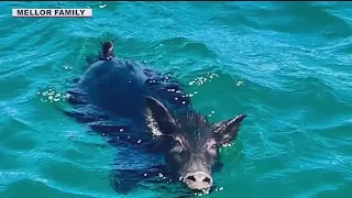 Family rescues pig swimming 2 miles off Hawaii shore in the Pacific Ocean