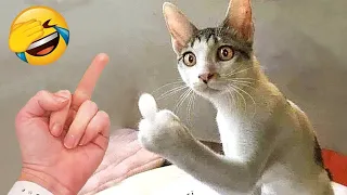 You Laugh You Lose 2024 😸🐶 Best Funny Cats and Dogs Videos 😁🥰🥰 Part 11