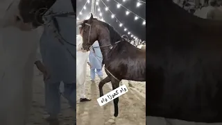 واہ گھوڑا واہ بہت اچھے #horsedance #horsedanceclub #horse #dhol #horselover