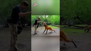 Como un gran zorro con patas largas. Él aguará guazú o lobo de crin (Chrysocyon brachyurus).