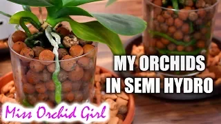 Thoughts on Orchids in semi hydroponics - 2 month update | Part 1