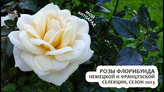 Хитпарад роз флорибунда немецкой и французской селекции, сезон 2023 #розыфлорибунда #розы