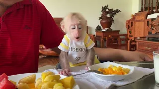 Watch What Happens When Monkey Bibi and Dad Don't Have Electricity...