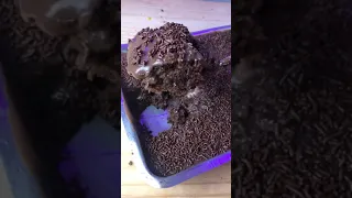 O melhor bolo de chocolate do mundo!!