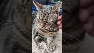 Cat Petting for 1 Min