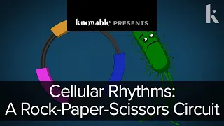 Cellular rhythms: A rock-paper-scissors Circuit